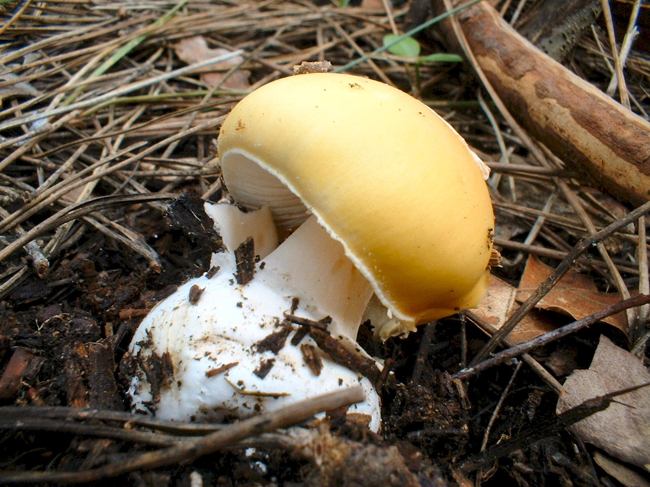 Escursione tra pino e leccio